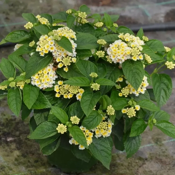 Lantana camara 'Gem™ Pearl' – sadzonka